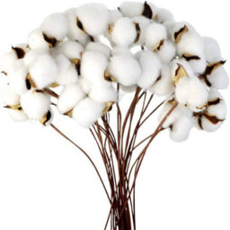 Cotton Branch Natural Stem Farm Dried Flowers Cotton Branches Cotton Plant Artificial (20 Pieces) - thumbnail 6