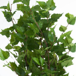 Hill Interiors Artificial Faux Green Branch Spray Green (One Size) - thumbnail 2