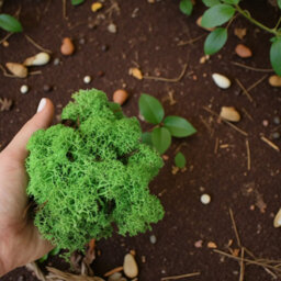 Carbeth Plants Light Green Reindeer Moss 500G Box - Natural Preserved Moss For Crafts, Terrariums & Display - thumbnail 1