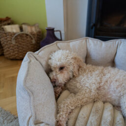 All Pond Solutions Allpetsolutions Alfie Premium Luxury Dog Bed Ivory Cream - S/m/xl - thumbnail 4