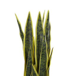 Beliani 63Cm Artificial Snake Plant In Cement-Filled Black Pot, Indoor Decor For Desks And Shelves - thumbnail 3
