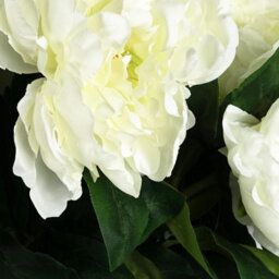 Leaf Pack Of 6 X 80Cm Artificial Cream Peony Stem - thumbnail 5