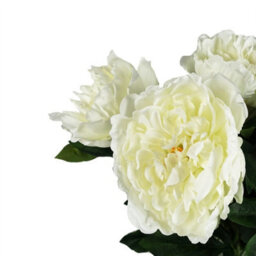 Leaf Pack Of 6 X 80Cm Artificial Cream Peony Stem - thumbnail 2
