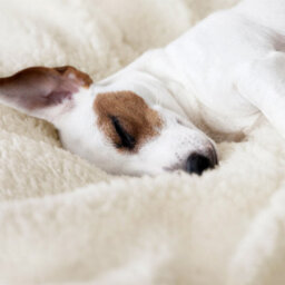Snug Rug Blanket Luxury Sherpa Fleece Sofa Tv Throw Gift Blankets 127X178Cm - Cream - thumbnail 7