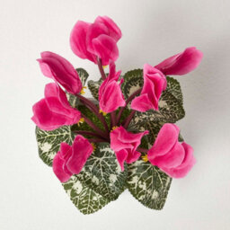 Homescapes Set Of 2 Artificial Cyclamen Plants In White Pots, 24 Cm - thumbnail 4