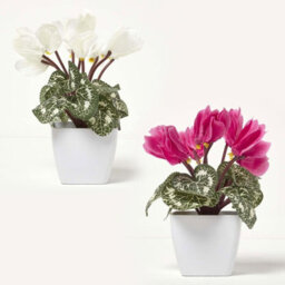Homescapes Set Of 2 Artificial Cyclamen Plants In White Pots, 24 Cm - thumbnail 1