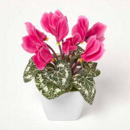 Homescapes Set Of 2 Artificial Cyclamen Plants In White Pots, 24 Cm - thumbnail 2
