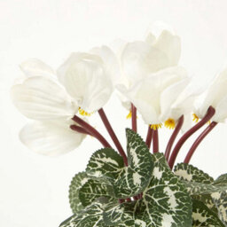 Homescapes Set Of 2 Artificial Cyclamen Plants In White Pots, 24 Cm - thumbnail 7
