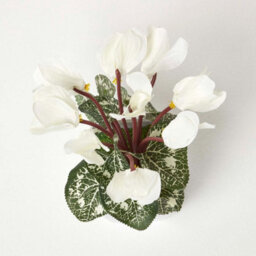 Homescapes Set Of 2 Artificial Cyclamen Plants In White Pots, 24 Cm - thumbnail 5
