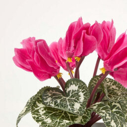 Homescapes Set Of 2 Artificial Cyclamen Plants In White Pots, 24 Cm - thumbnail 6