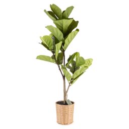 Candlelight Green 100Cm Fiddle Leaf Pot With Artificial Plant In Natural Plastic Pot - thumbnail 2