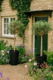 Fargro Home And Garden Vase Planter Charcoal Black Polystone Outdoor Tall Plant Pot 45Cm X 75Cm 83L Extra Large - thumbnail 3
