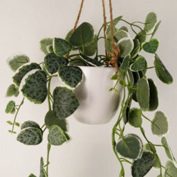 Leaf 90Cm Artificial Potted Hanging Trailing Green Plant - String Of Hearts - thumbnail 3
