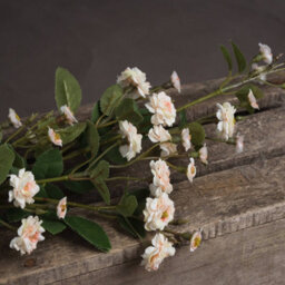 Wyld Haus Set Of 3 Cream Wild Meadow Rose Artificial Flower Stems, 740mm - thumbnail 6