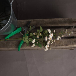 Wyld Haus Set Of 3 Cream Wild Meadow Rose Artificial Flower Stems, 740mm - thumbnail 5
