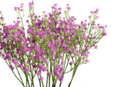 Best Artificial 53Cm Gypsophila Flower Spray Bunch (9 Pcs) / Pink - thumbnail 3