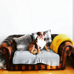 Chesterfield 2 Seater Antique Tan Real Leather Tufted Buttoned Sofa Settee In Classic Style - thumbnail 4