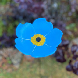 Selections Floral Bird Feeders - Poppy, Daffodil, Sunflower, Daisy & Forget Me Not - thumbnail 7