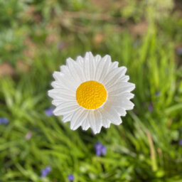 Selections Floral Bird Feeders - Poppy, Daffodil, Sunflower, Daisy & Forget Me Not - thumbnail 8