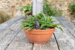 Jardinopia Labrador Plant Drip Feeder Cover & Feed - L5.5 X W5 X H10 Cm - thumbnail 5