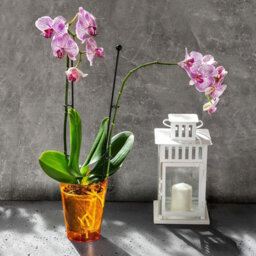 B2C Plant Orchid Pot Plastic  Gloss Oval Planter 12 Cm Orange Round - thumbnail 3