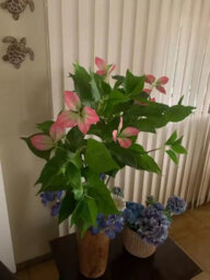 144Cm Artificial Ficus Magnolia Tree Brach For Home And Garden Decor Tall (Without Pot) - thumbnail 4