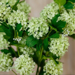 Wyld Haus Set Of 3 Green Snowball Viburnum Artificial Flowers, 770mm Stems - thumbnail 5