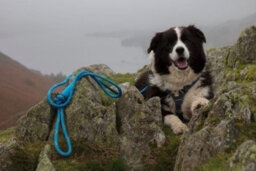 Dna Dogwear Ascent Sherpa Lead R. Red 70Cm - thumbnail 5