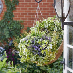 Regal Lilac Bloom Artificial Hanging Basket - thumbnail 2