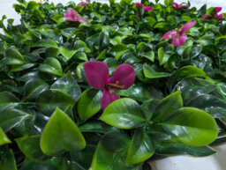 Pack Of 12 Best Artificial Laurel Leaf & Pink Flowers Hedging Mats 50Cm X 50Cm (3 Square Metres) Privacy Garden Screen - thumbnail 3