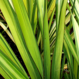 Gardeners Dream Phormium Gold Sword Garden Plant - Striking Golden Yellow Foliage, Compact Size, Hardy (15-30Cm Height Including Pot) - thumbnail 2