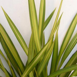 Gardeners Dream Phormium Gold Sword Garden Plant - Striking Golden Yellow Foliage, Compact Size, Hardy (15-30Cm Height Including Pot) - thumbnail 3