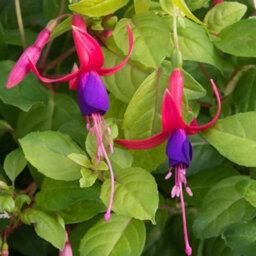 Primrose Fuchsia Genii Fuchsia 9Cm Pot Bedding Plants - thumbnail 1