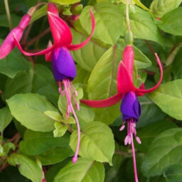 Primrose Fuchsia Genii Fuchsia 9Cm Pot Bedding Plants - thumbnail 2