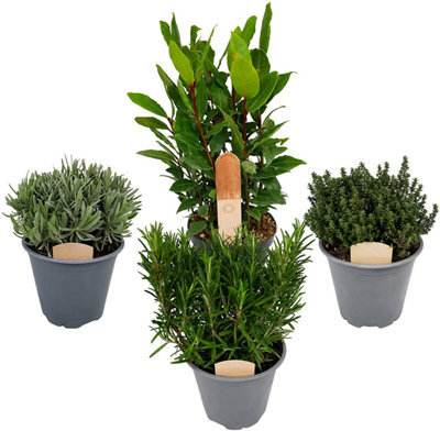 Carbeth Plants 4 X Large Herb Mix - Rosemary - Bay - Thyme - Lavender - 14Cm Pots - image 1