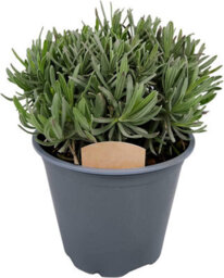 Carbeth Plants 4 X Large Herb Mix - Rosemary - Bay - Thyme - Lavender - 14Cm Pots - thumbnail 5