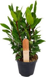 Carbeth Plants 4 X Large Herb Mix - Rosemary - Bay - Thyme - Lavender - 14Cm Pots - thumbnail 4