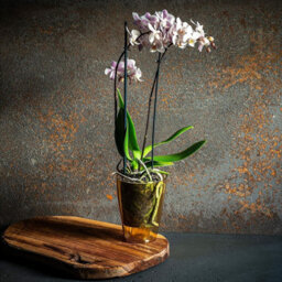 B2C Plant Orchid Pot Plastic  Gloss Oval Planter 12 Cm Yellow Transparent Square - thumbnail 3