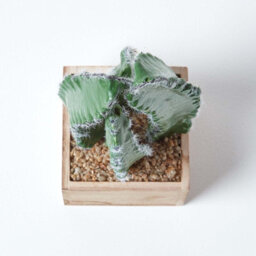Homescapes Artificial Green Handcrafted Cactus Plant In Wooden Pot, 33 Cm - thumbnail 3