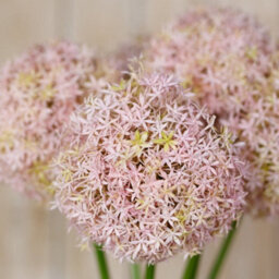 Wyld Haus Set Of 3 Artificial Lilac Medium Allium Stems, 800mm Decorative Silk Flowers - thumbnail 5