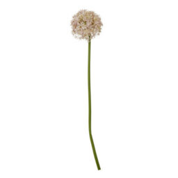 Wyld Haus Set Of 3 Artificial Lilac Medium Allium Stems, 800mm Decorative Silk Flowers - thumbnail 1