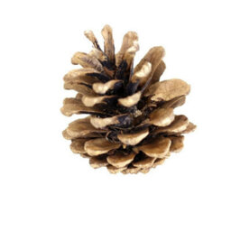 10Kg Austracia Cones - Natural Austriaca Cones Bag - thumbnail 2