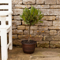 You Garden - Pair Of Copper-Coloured, Acorn Planters Round 25Cm (10In) - thumbnail 6