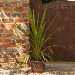 You Garden - Pair Of Copper-Coloured, Acorn Planters Round 25Cm (10In) - thumbnail 2