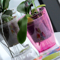 B2C Plant Orchid Pot Plastic 3 Colours Gloss Oval Planter Transparent Clear 13 Cm Purple - thumbnail 3