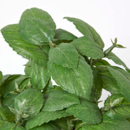 Homescapes Artificial Green Handcrafted Basil Plant In Decorative Pot, 18 X 15 Cm - thumbnail 5
