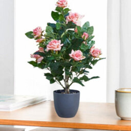 Marco Paul 60Cm Artificial Rose Plant Pink In Pot - thumbnail 9