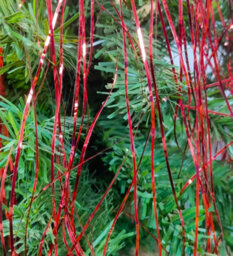 Decoris Red Lametta Foil Tinsel Garland Strands Christmas Tree Tinsel 50Cm X 40Cm - thumbnail 5