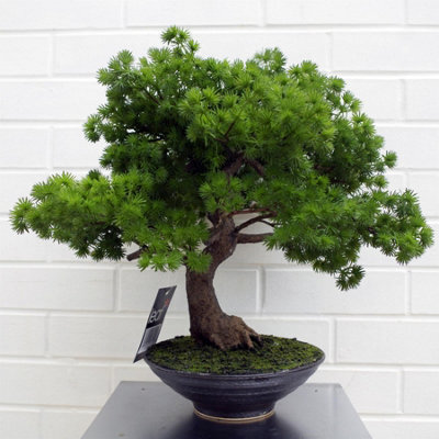 Leaf 50Cm Luxury Artificial Pine Bonsai Tree - image 1