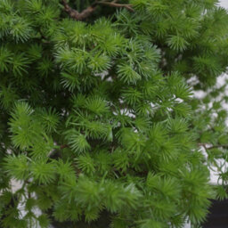 Leaf 50Cm Luxury Artificial  Pine Bonsai Tree - thumbnail 3